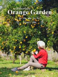 สวนส้มยิ้มเหนือฝัน  สวนส้ม organic ปลอดสารพิษ