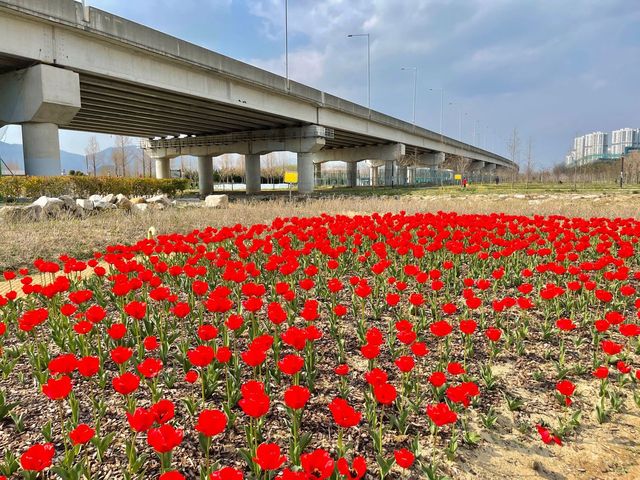 화명생태공원 튤립 ! 봄에는 튤립도 있어요🌷