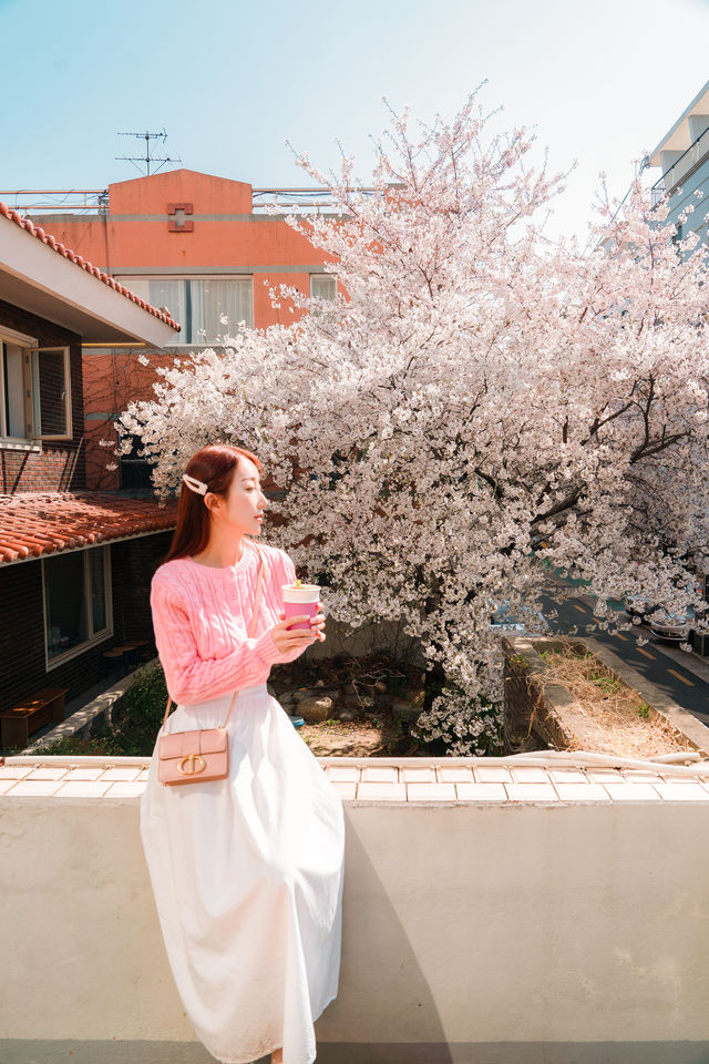 대구 벚꽃으로 유명한 카페 엘아이티
