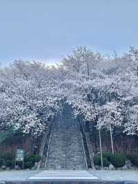 대구 벚꽃 명소:: 침산공원🌸