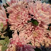 世界第一的後花園 荷蘭 keukenhof 庫肯霍夫花園