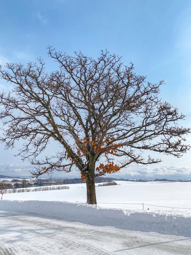 최고 설경을 패치워크 로드에서.. ❄️
