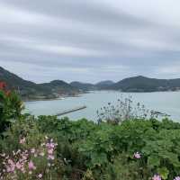 귀여운 고양이를 만날 수 있는 곳, 고흥쑥섬