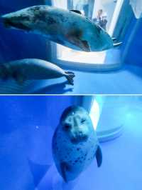 【桃園】X-PARK 水族館：沉浸式體驗海洋世界