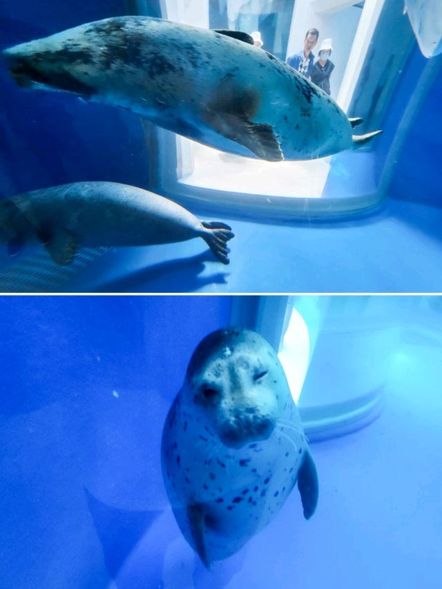 【桃園】X-PARK 水族館：沉浸式體驗海洋世界