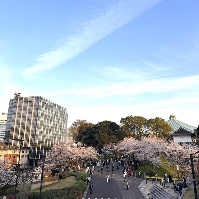 東京最美夜櫻之一🌸 – 千鳥之淵