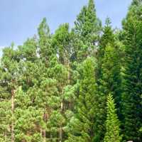 Kinabalu Pine🌲Resort Standard Valley 👍