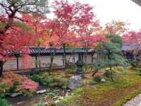 เที่ยวใบไม้เปลี่ยนสี เกียวโต วัดเอกันโดเซ็นริน ⛩️🍁