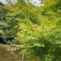 ตะลุย วัดคินคะคุจิ (Kinkakuji Temple) ที่ญี่ปุ่น