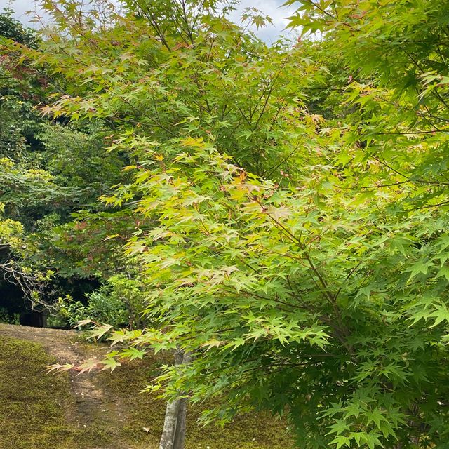 ตะลุย วัดคินคะคุจิ (Kinkakuji Temple) ที่ญี่ปุ่น
