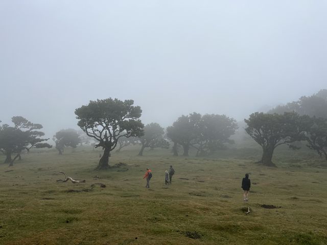 葡萄牙外島-Madeira上山下海之旅