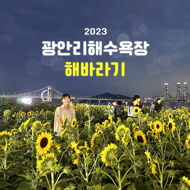 부산여행 광안리 해수욕장 해바라기 🌻