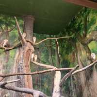 韓國😍愛寶樂園🐒介紹有咩動物睇🐯