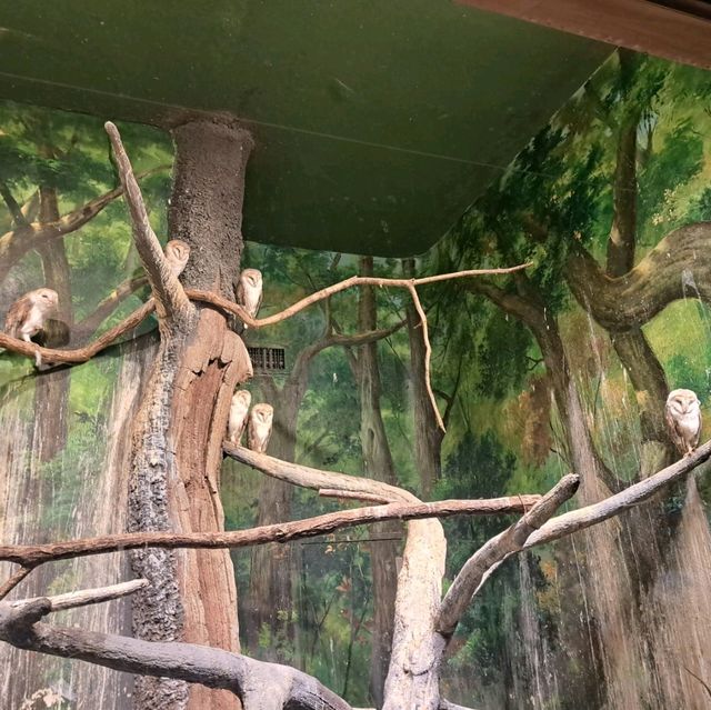 韓國😍愛寶樂園🐒介紹有咩動物睇🐯