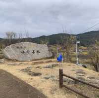 노란 산수유로 가득한, 구례 산수유 마을