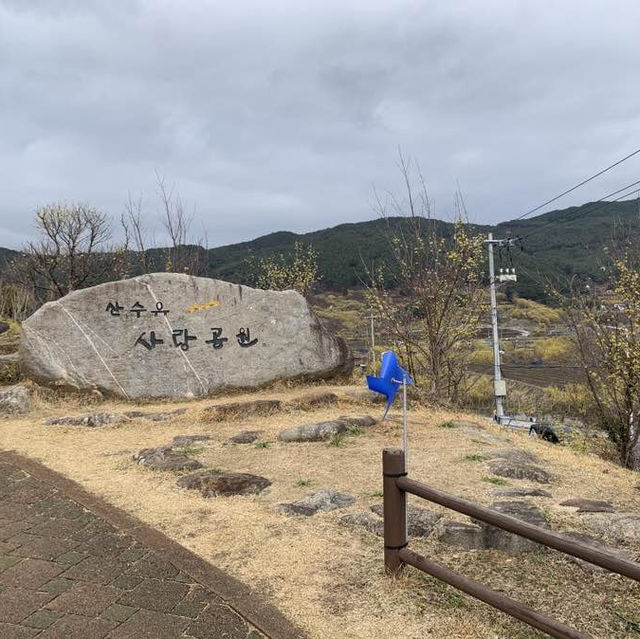 노란 산수유로 가득한, 구례 산수유 마을