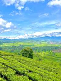 The Beautiful Tea Plantations in Bandung🎋