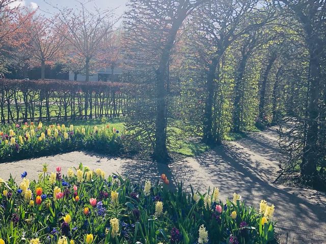 荷蘭🇳🇱盧瑟Lisse·親子好去處🐑🌳庫肯霍夫花園Keukenhof Garden