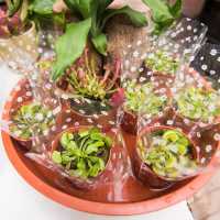 Unique Quirky Plants at Mongkok Flower Market