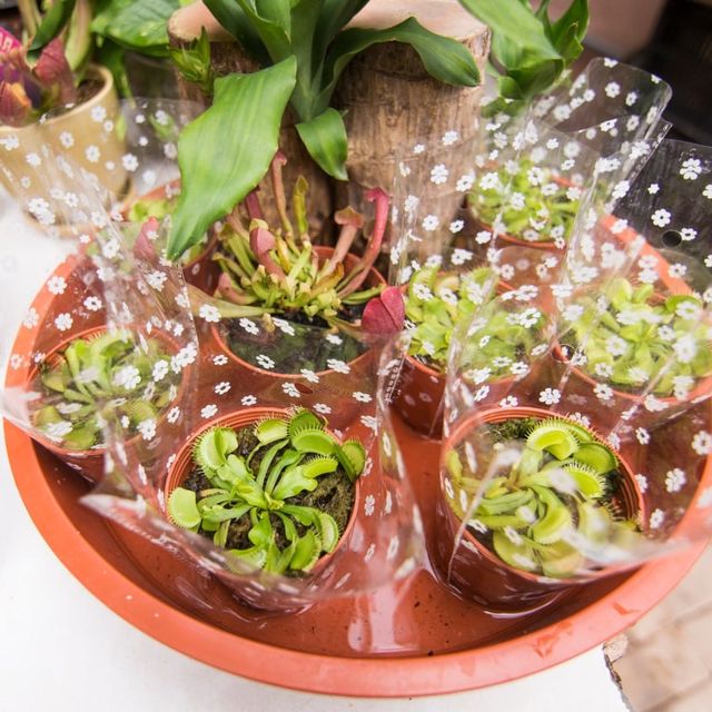 Unique Quirky Plants at Mongkok Flower Market