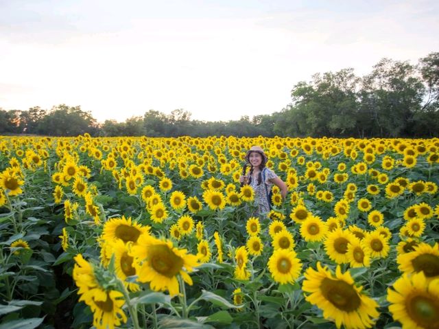 ตะวันบาน...ที่อ่างดอกกราย🌻🌻🌻🌻