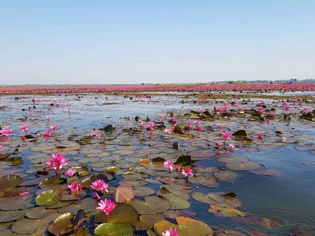 ทะเลบัวแดง กุมภวาปี