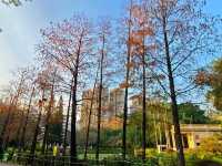 【市區看紅葉🍂~青衣公園】