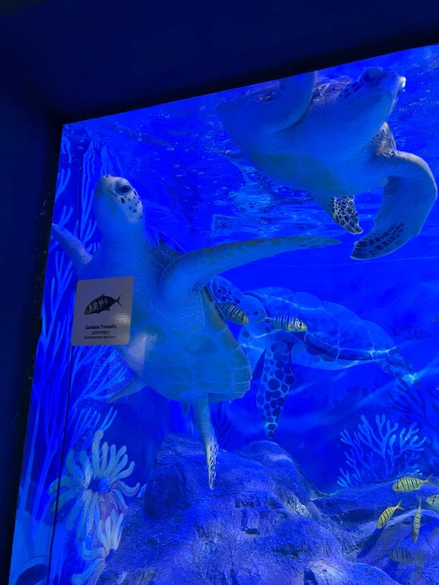 아시아 최대규모의 아쿠아플라넷제주🐟💙