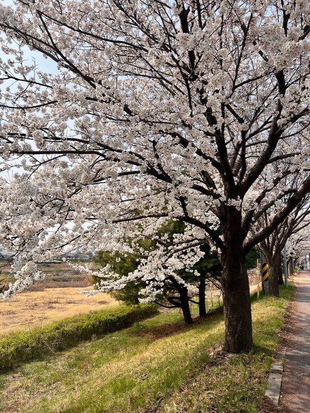 청주의 석촌호수 바이브, 자꾸만 가고싶은 벚꽃길🌸