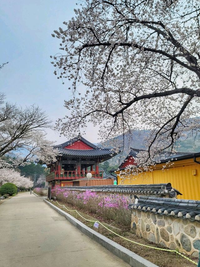 봄날을 만끽하는 예쁜 봄꽃들이 모여 있는 운문사🌸