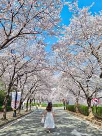 대구의 너무 이쁜 벚꽃 명소:: 이월드🌸