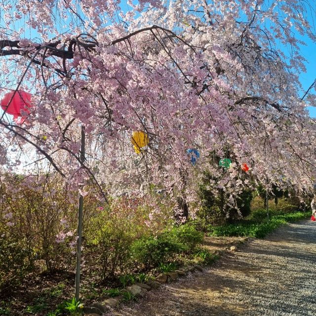 늦었다고 생각 할 때 가야하는 겹벚꽃 성지🌸🌸  [천안 각원사]