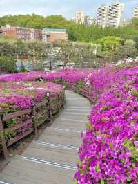 ❤️군포 철쭉축제는 철쭉동산에서 보기❤️
