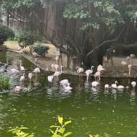 貓貓聖地-九龍公園半日遊