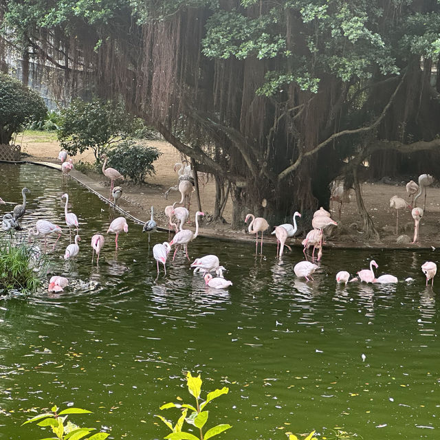 貓貓聖地-九龍公園半日遊
