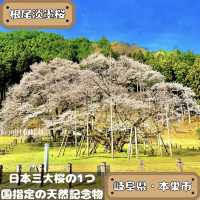 根尾淡墨桜
