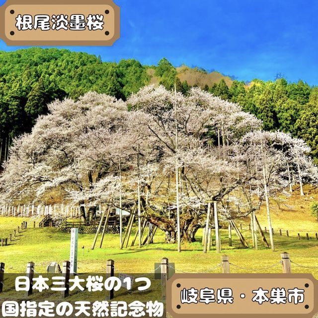 根尾淡墨桜