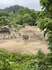 親子好去處👨‍👩‍👧‍👦台北超大動物園🦒🐎🐏🦓🐆