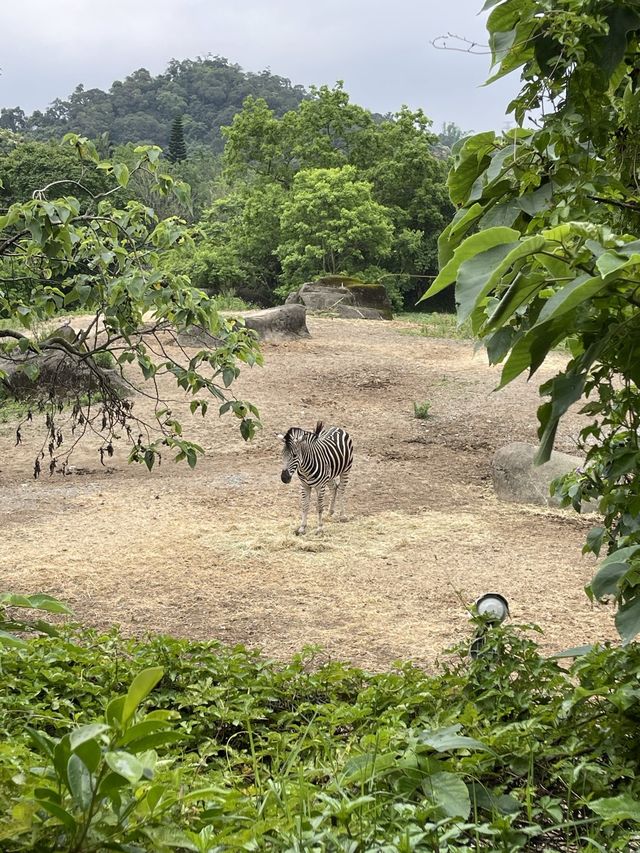 親子好去處👨‍👩‍👧‍👦台北超大動物園🦒🐎🐏🦓🐆