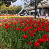 横浜公園のチューリップ祭り