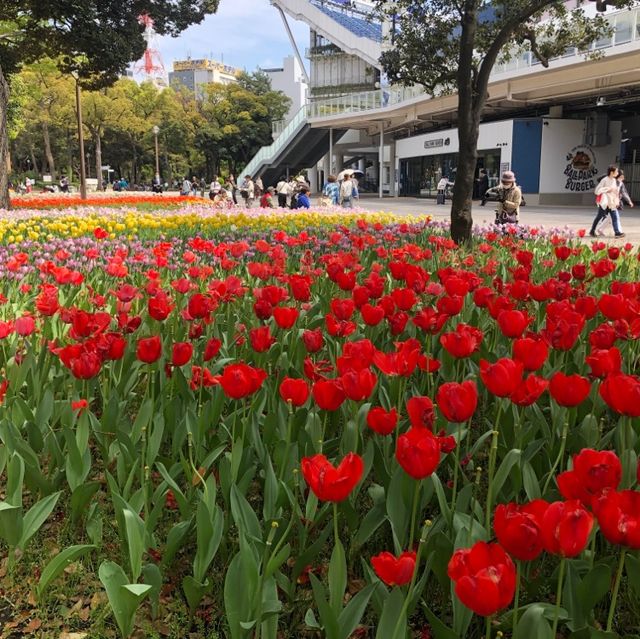 横浜公園のチューリップ祭り