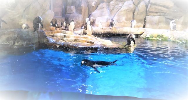 Ocean Park Hong Kong