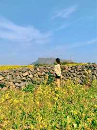 성산일출봉이 한 눈에 보이는 유채꽃 명소