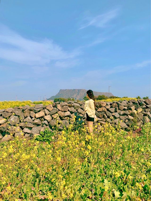 성산일출봉이 한 눈에 보이는 유채꽃 명소