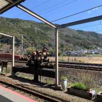 京都嵯峨野小火車🌸 GO GO GO~~~