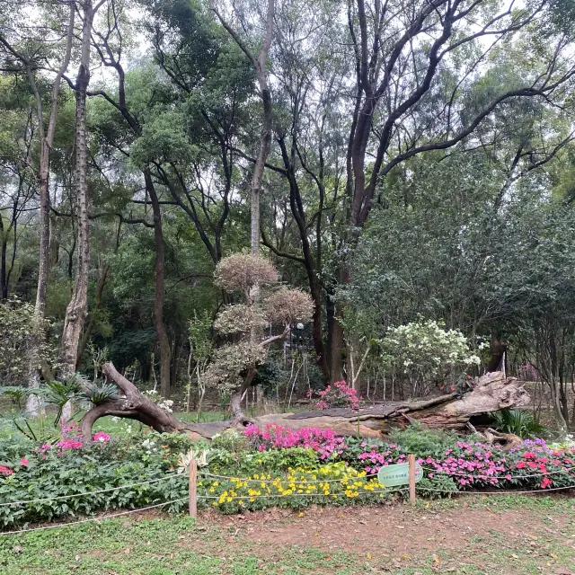 蓮花山公園賞花🌺🪷🌷💐