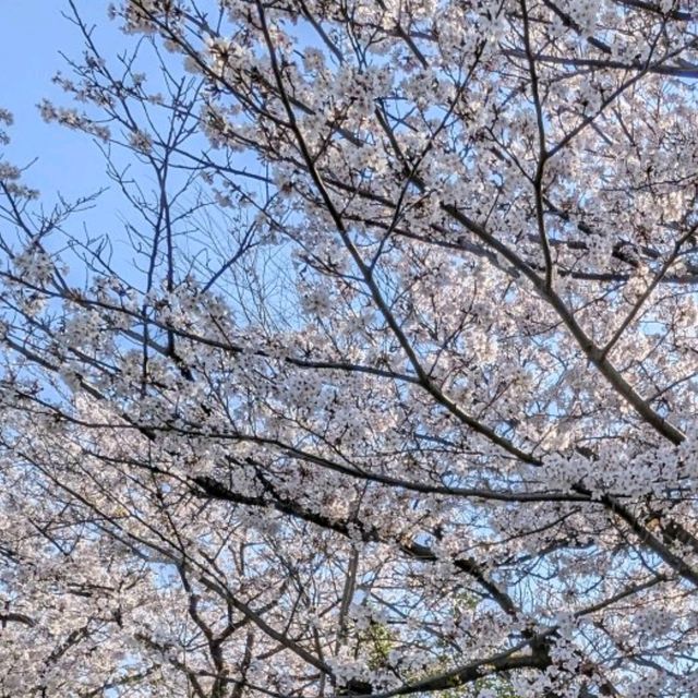 もうすぐ終わり【姫路城30周年】四年ぶりに桜イベント！