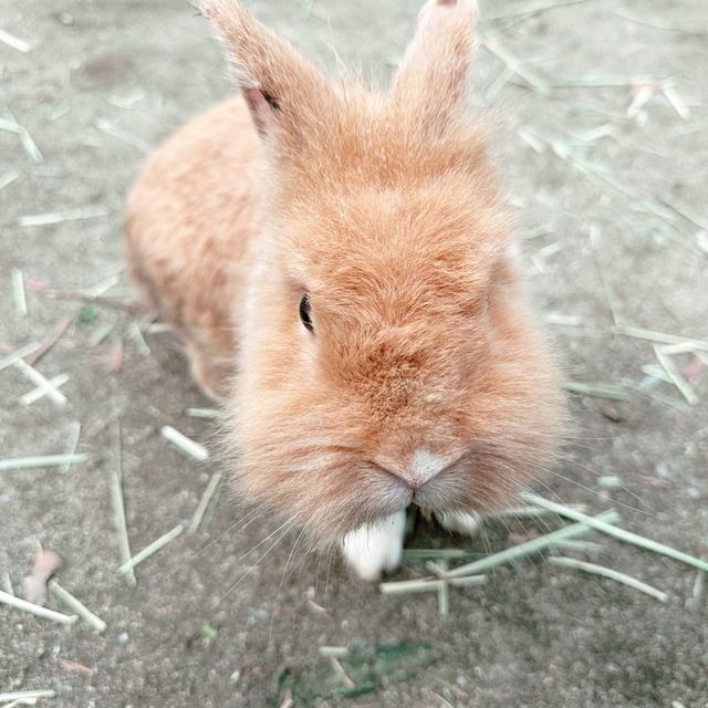 勁放電的小白兔農莊