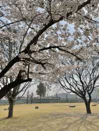 정독도서관 벚꽃 스팟🌸🌸🌸