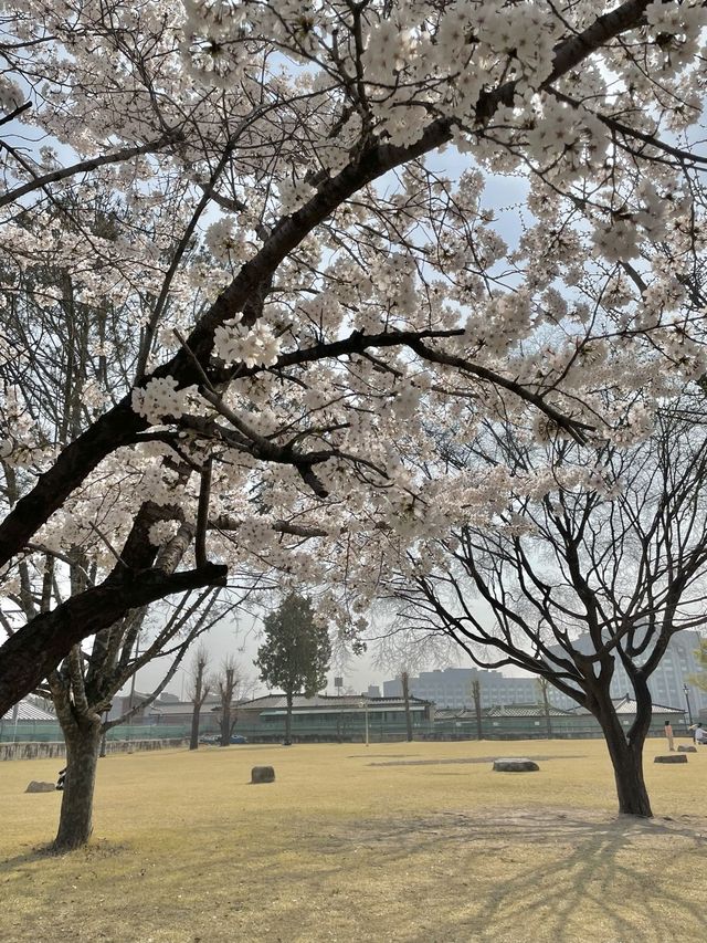정독도서관 벚꽃 스팟🌸🌸🌸